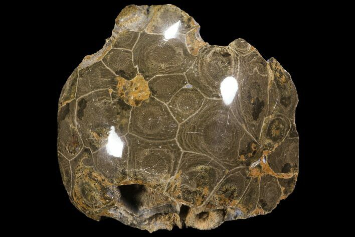 Polished Fossil Coral (Actinocyathus) - Morocco #100586